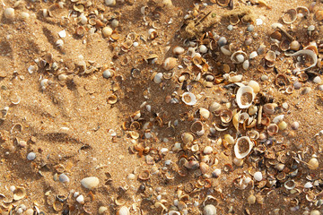 Sea shells on sand