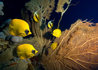 Coral reef and Masked Butterfly Fish