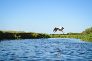 Stork and the river
