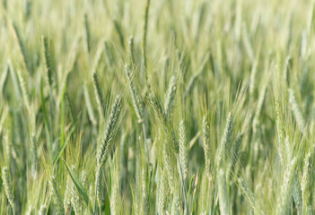 Green unripe barley