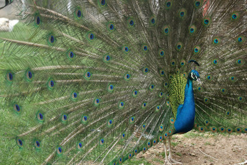 Fototapeta premium Peacock