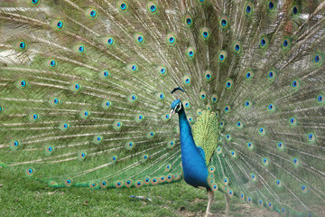 Obraz premium Peacock