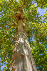 Leafy tree in perspective