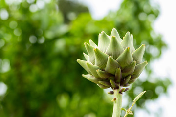 Ripe Artichoke. Close up with natural light. Sicily. 