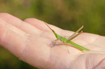 Acrida ungarica - Slunt Faced Grasshopper