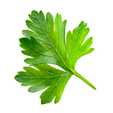 Parsley. One leaf isolated on white background.