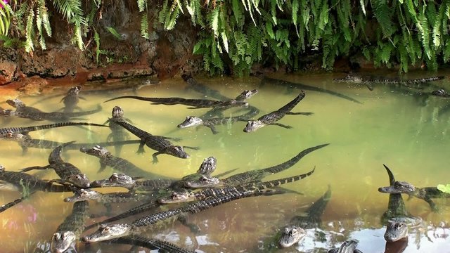 Hatchlings of American Alligator in the Everglades Alligator Farm. Florida