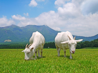 南阿蘇 山麓のヤギ
