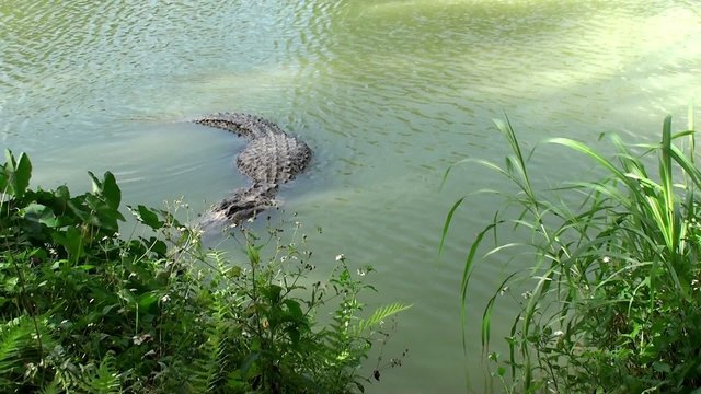 American alligators in Everglades NP. Florida, USA