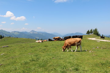 Fototapeta na wymiar Schafberg / Kühe auf Weide in den Bergen
