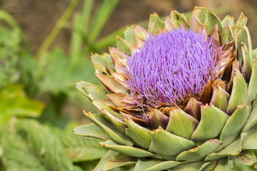Ripe Artichoke Bloom. Close up with natural light. Sicily.