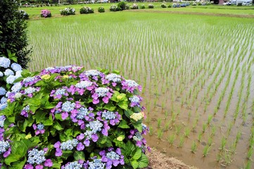 紫陽花と田んぼ