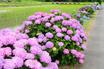 紫陽花と田んぼ