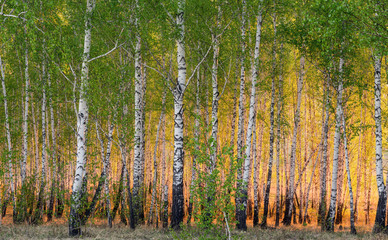 spring birch trees in sunlight