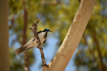Australian bird on the tree

