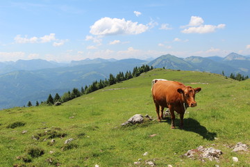 Schafberg / Kühe auf Weide in den Bergen