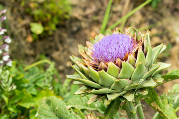 Ripe Artichoke Bloom. Close up with natural light. Sicily.