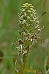 Bocks-Riemenzunge (Himantoglossum hircinum) am Dörnberg 
