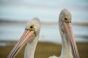 Australian pelican
Australian pelican from Eye peninsula,South Australia