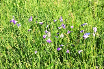 Bellflowers in the grass