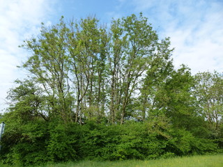 Symptome des Eschentriebsterbens