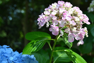 Obraz premium アジサイ園