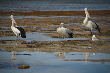 Australian pelican
Australian pelican from Eye peninsula,South Australia