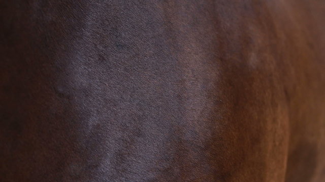a close-up of a brown horse skin