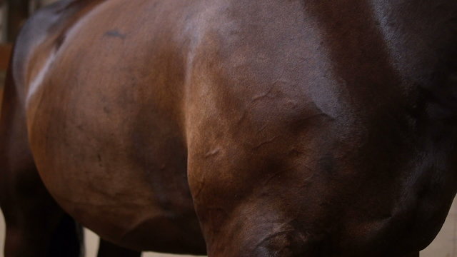 a close-up of a dark brown horse walking outside a hall