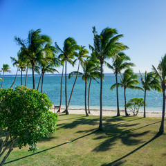 Fiji Palm Trees