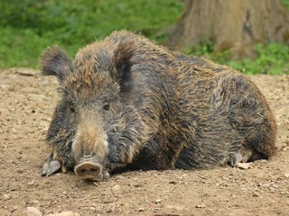 Schlafendes Wildschwein 