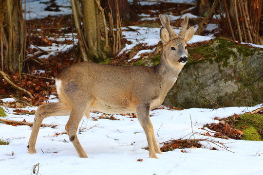 Rehbock winter