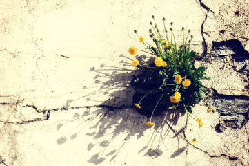 Old cracked wall with spring dandelions