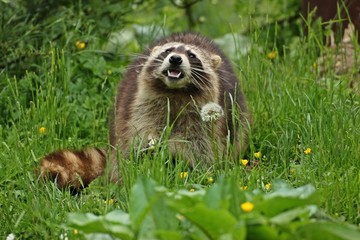 Fressender Waschbär (Procyon lotor) 
