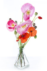 Pink and red poppies