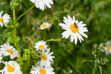 Bee sucking nectar from a flowering oxeye daisy