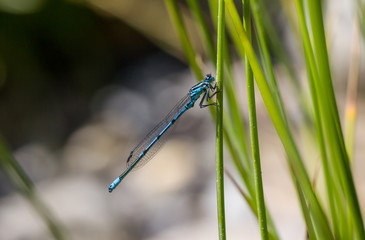 Azure Damselfly