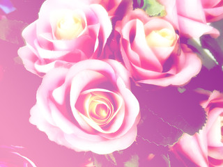 beautiful roses made with color filters