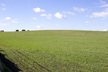 Modica, IT, January 15, 2015: Sicilian countryside typical landscape. The landscape is very similar to a famous windows xp wallpaper.