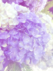 Fototapeta premium beautiful flowers made with color filters