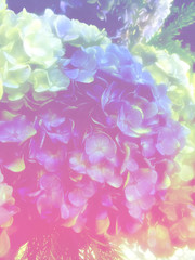 beautiful flowers made with color filters