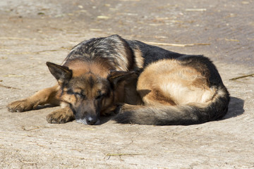 Modica, IT, January 24, 2015: a German shepherd dog in the garden of an house in Sicily.