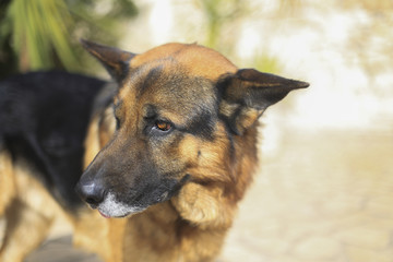 Modica, IT, January 24, 2015: a German shepherd dog in the garden of an house in Sicily.