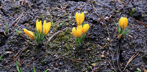Yellow crocus flowers in the garden
