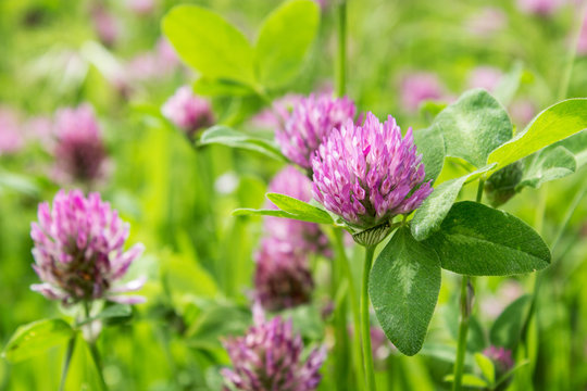  clover / Meadow with blooming red clover 