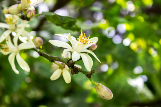 citrus blossoms / Citrus tree with flowers