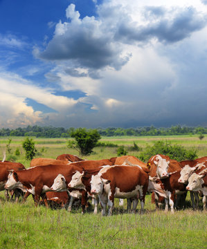 A group of Hereford cows being rounded up for branding