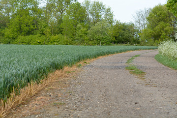 Obraz premium Wheat crop growing in field