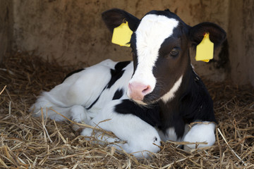 young black and white calf lies in straw and looks alert - obrazy, fototapety, plakaty