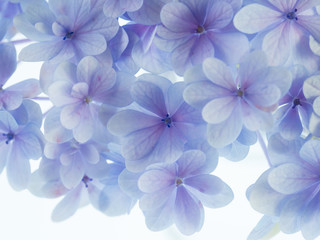 美しい青紫の紫陽花